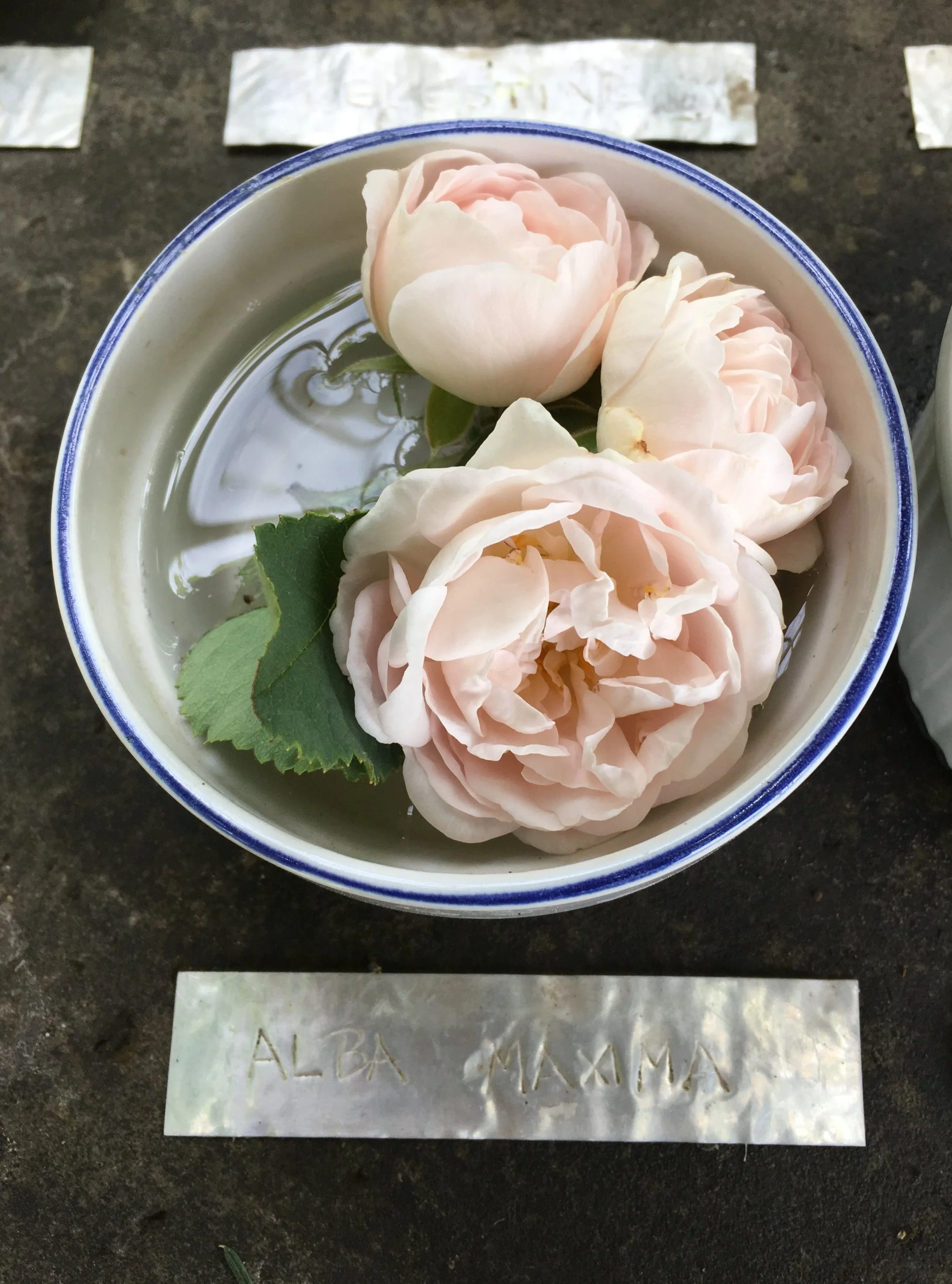 Alba Maxima Rose — Corn Hill Nursery